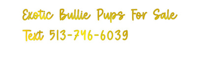 Custom Sign: Exotic Bullie...